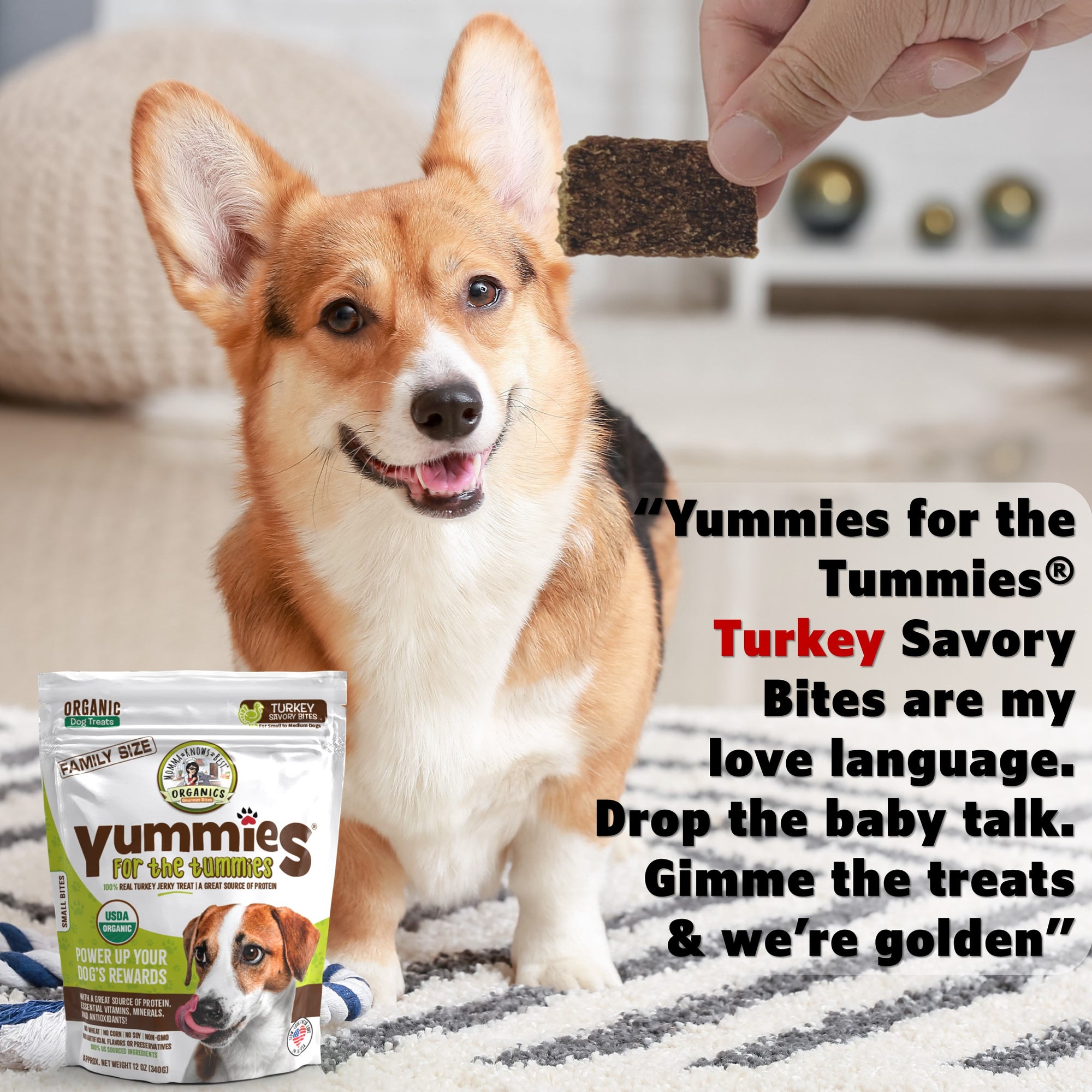 A dog standing on a rug staring at hand holding a meat-based organic turkey dog treat yummies for the tummies by Momma Knows Best