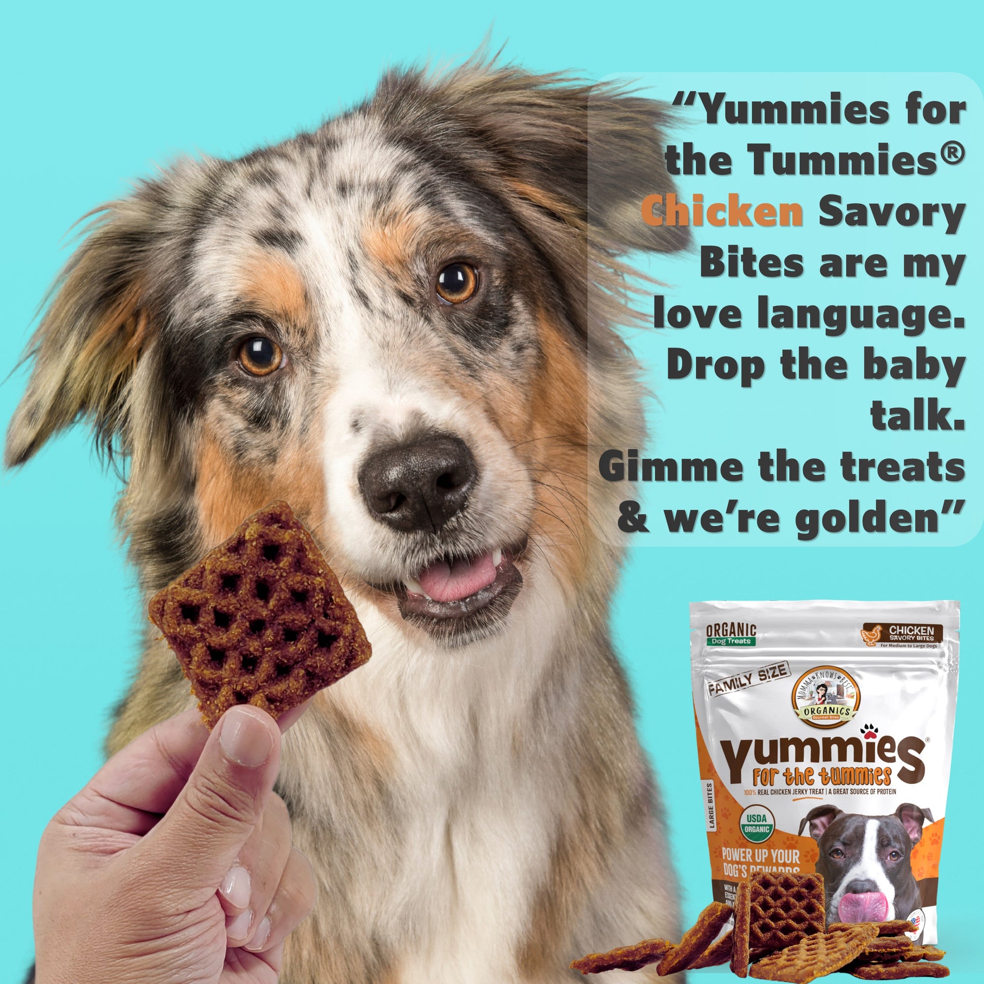 A dog with brown and white spots staring at hand holding a meat based dog treat Yummies for the Tummies by Momma Knows Best