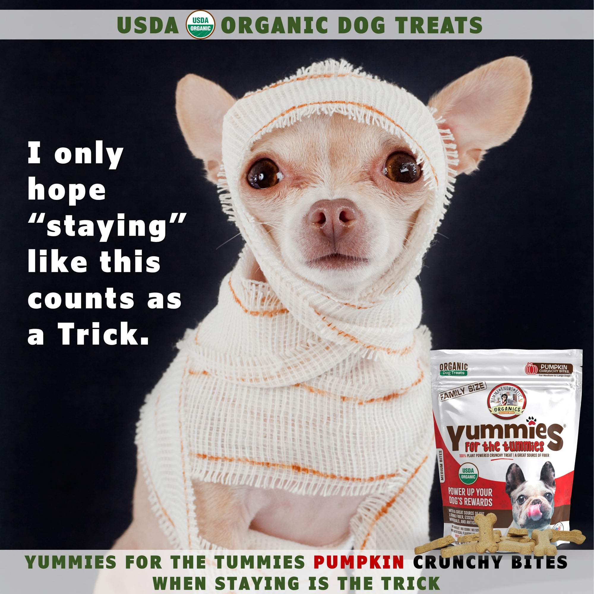 A dog wearing a bandage next to a bag of USDA organic pumpkin dog biscuits Yummies for the Tummies by Momma Knows Best