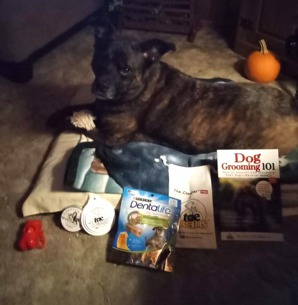 Rhonda's dog Colby and their prizes