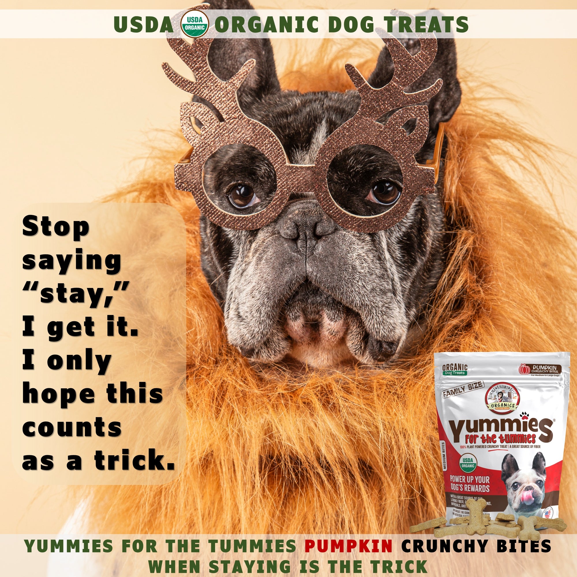 A dog wearing a garment next to a bag of USDA organic pumpkin dog cookies Yummies for the Tummies by Momma Knows Best