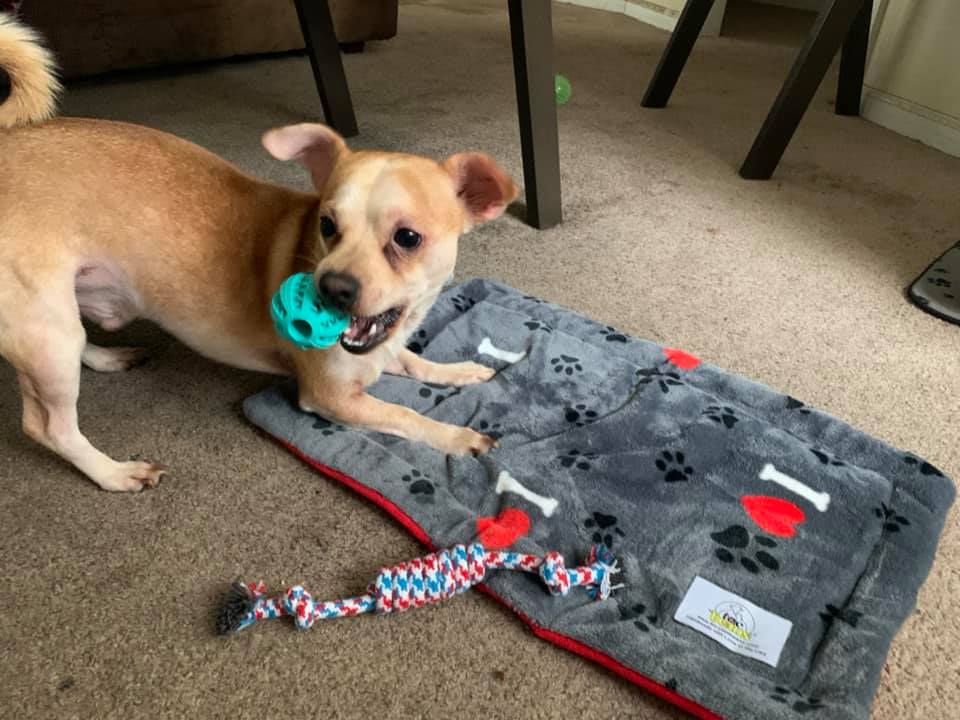 WINNER - Angie's dog Charming playing with prizes