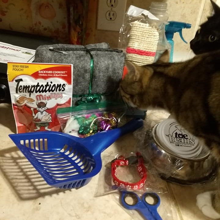 WINNER - Cat inspecting prizes