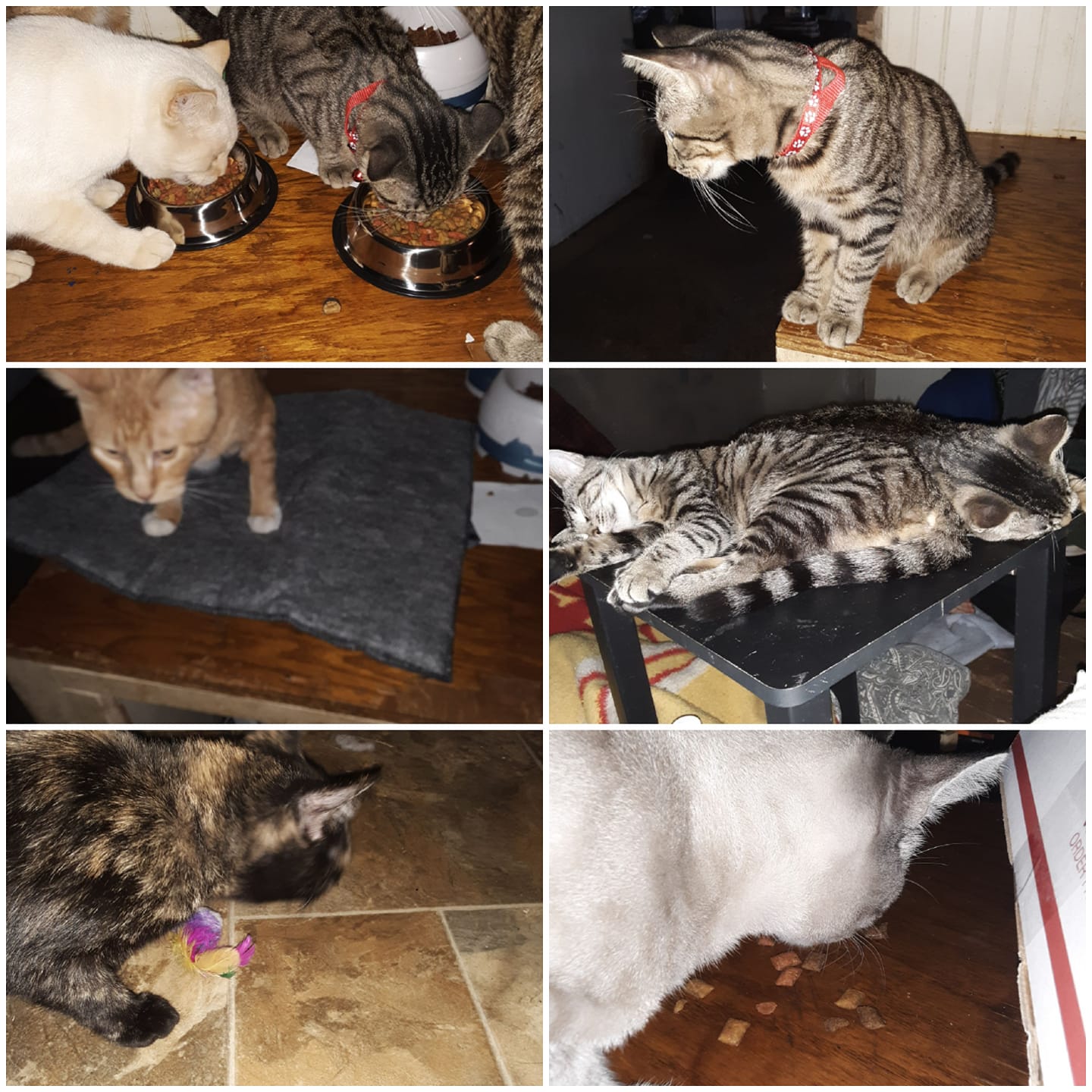 WINNER - Cheryl's cats