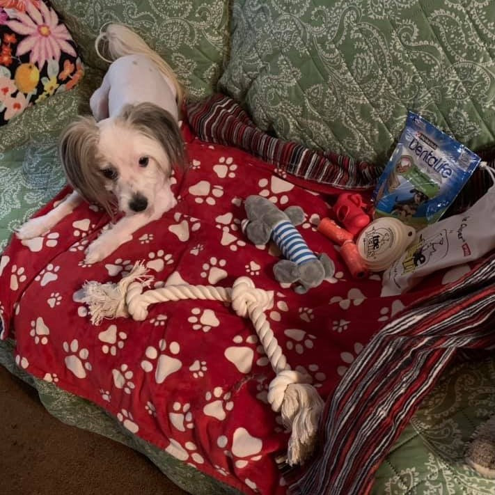 WINNER - Colleen's dog Teo with freebies