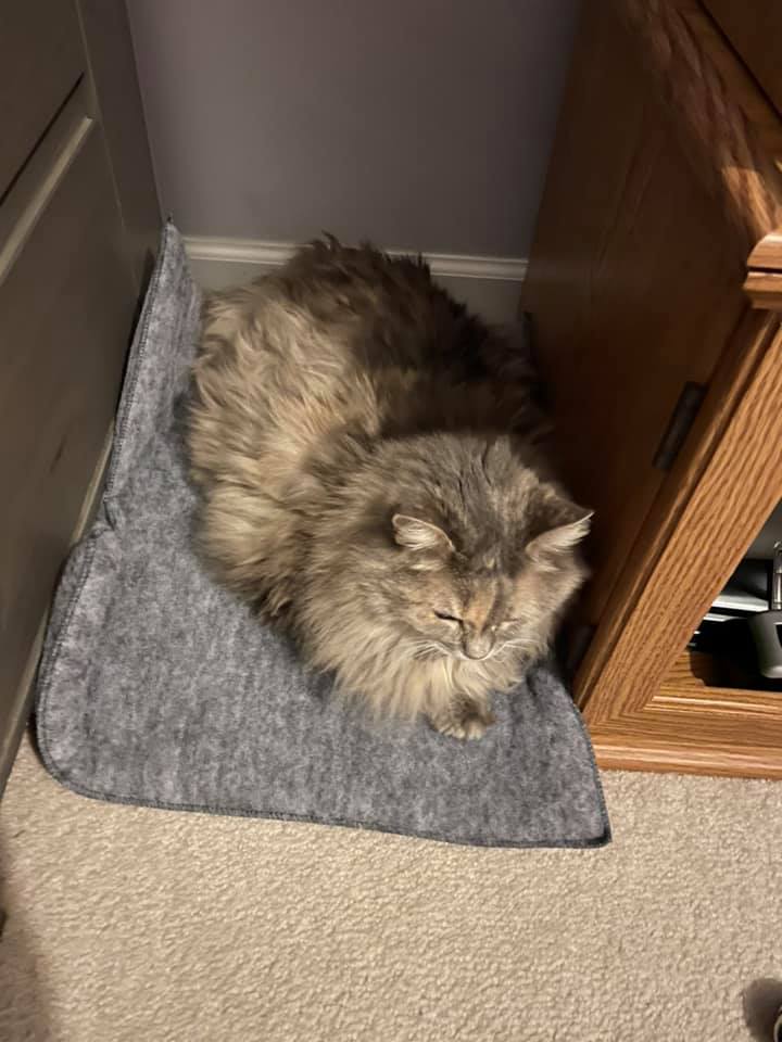 WINNER - Destiny's cat Romeo sleeping on the SnugRug