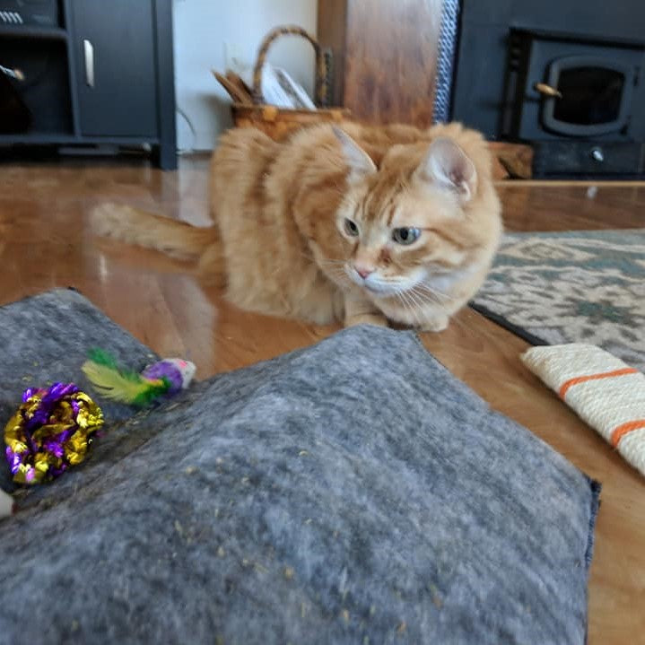 WINNER - Jaime's orange cat posing next to the toe beans SnugRug