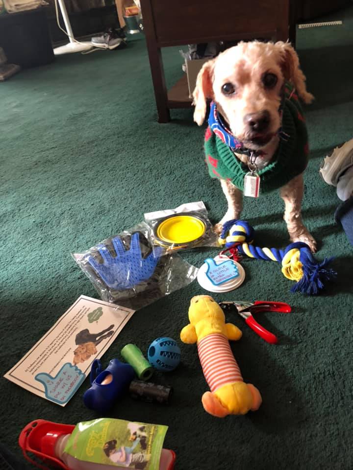 WINNER - Jennifer's dog in a sweater posing with toys