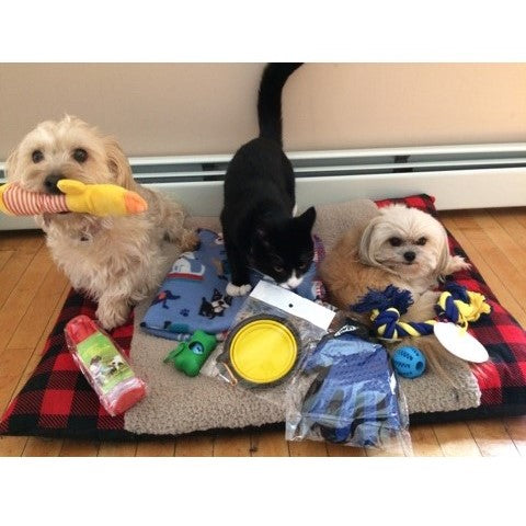 WINNER - Jillian's two dogs and a tuxedo cat posing with new prizes from toe beans