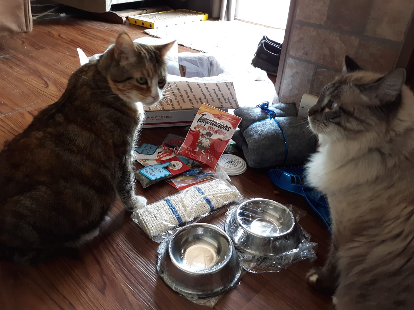 WINNER - Karen's cats with toe beans prizes