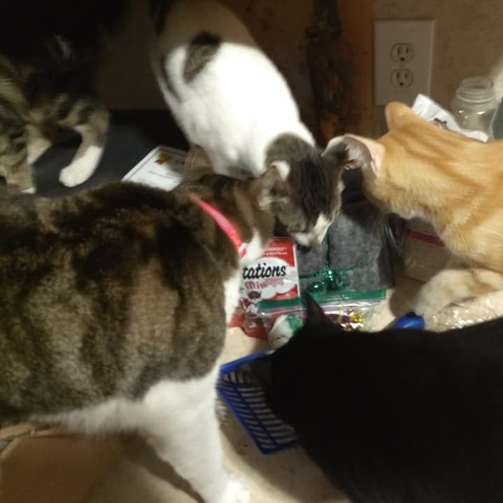 WINNER - Lisa's four cats inspecting prizes