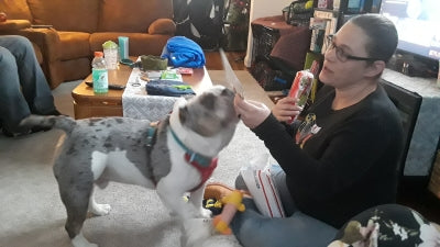 WINNER - Liz's dog Major Corey with freebies from toe beans