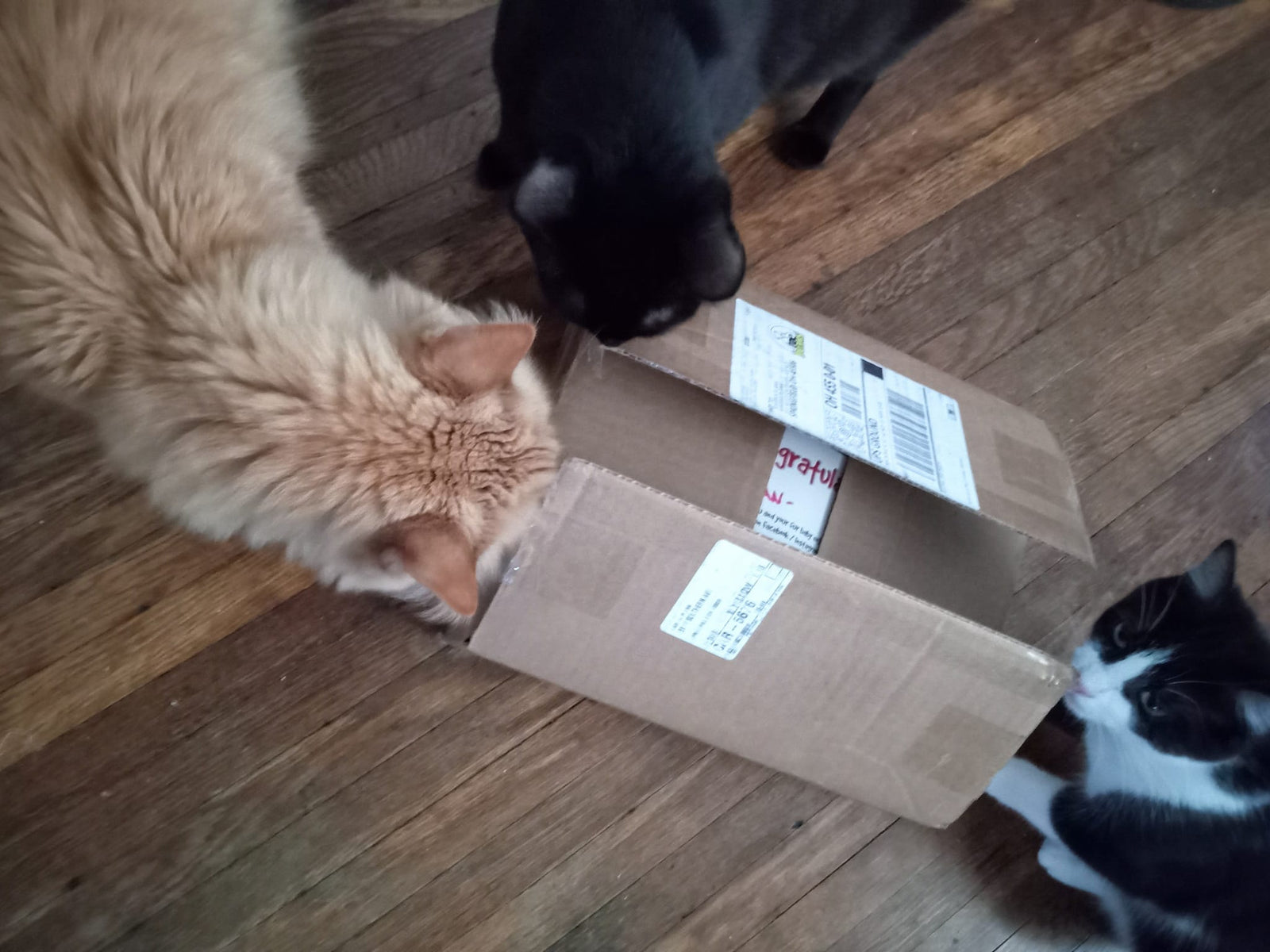 WINNER - Marian's cat's opening box from toe beans