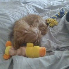 WINNER - Michelle's small dog sleeping on duck toy
