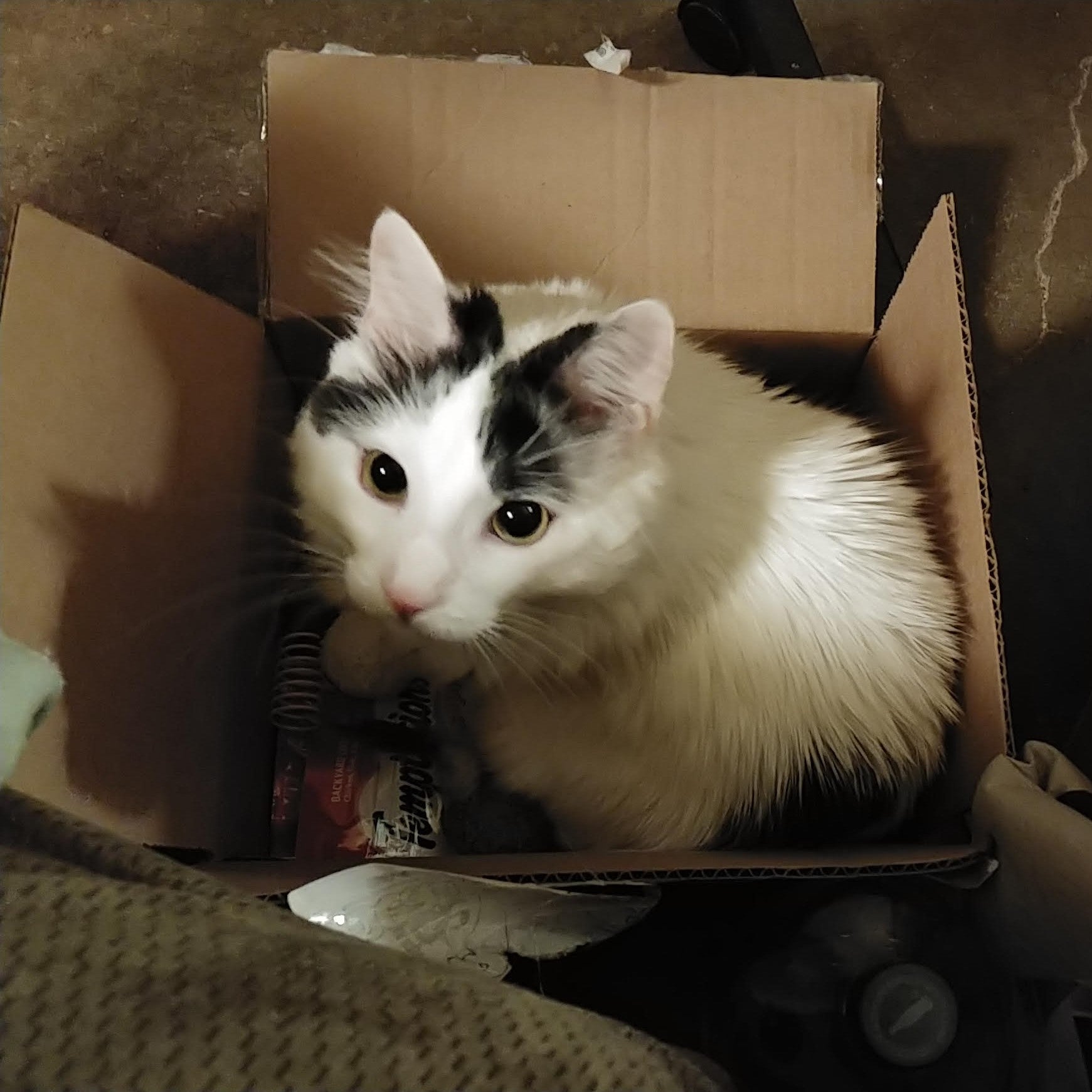 WINNER - Natasha's Black and white cat, Sunspot in box