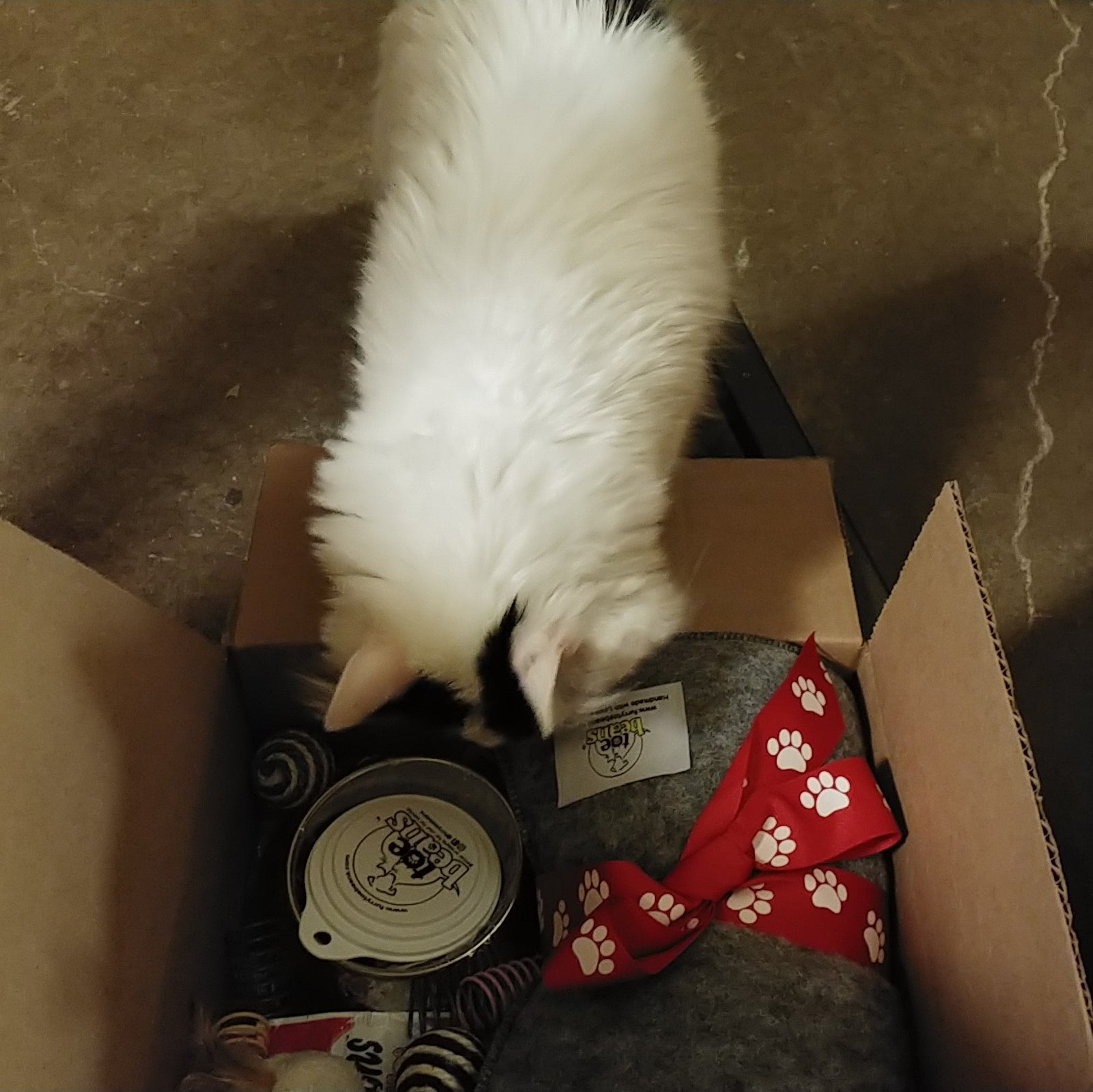WINNER - Natasha's tuxedo cat Sunspot looking in box of prizes from toe beans giveaway