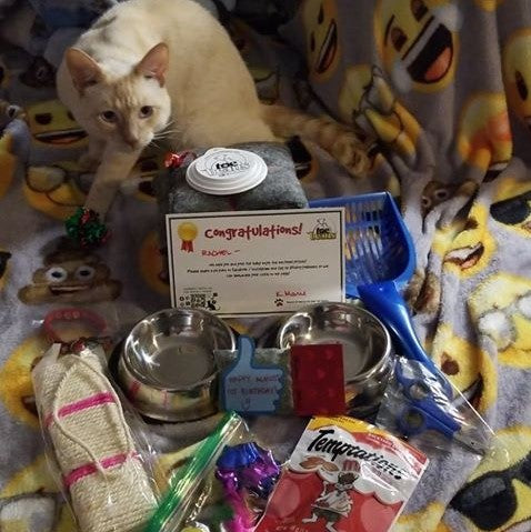 WINNER - Rachel's toasted marshmallow cat posing with prizes from toe beans giveaway