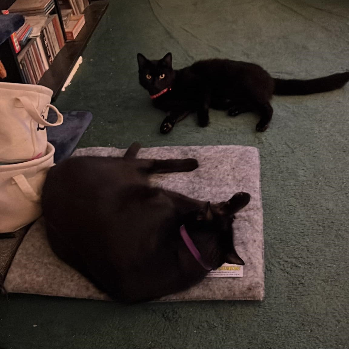 WINNER - Robin's black cats Goober and Gizmo