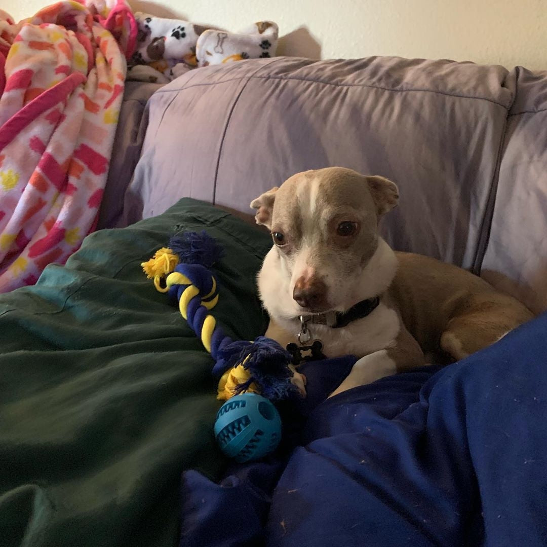 WINNER - Shannon's small dog posing with toys from toe beans