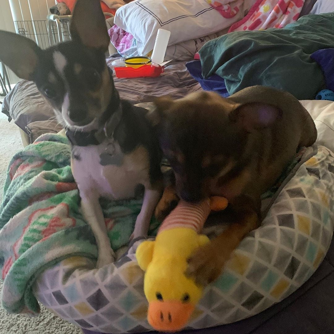 WINNER - Shannon's two chihuahuas in a dog bed