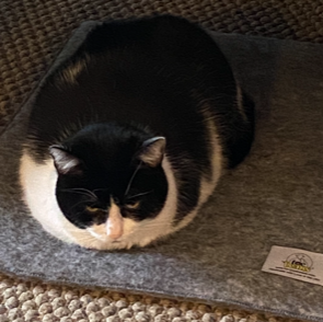 WINNER - Sheba the tuxedo cat sitting on the toe beans SnugRug