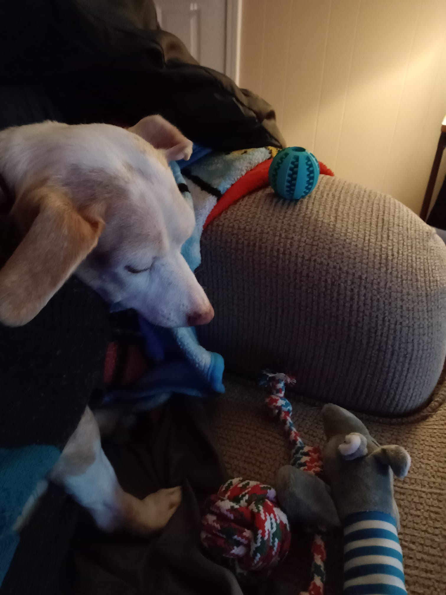 WINNER - Theresa's dog Bailey with toe bean prizes