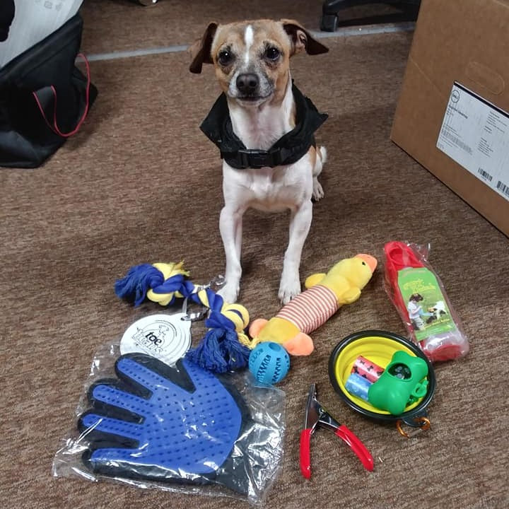 WINNER - Tina's dog Jake posing with prizes