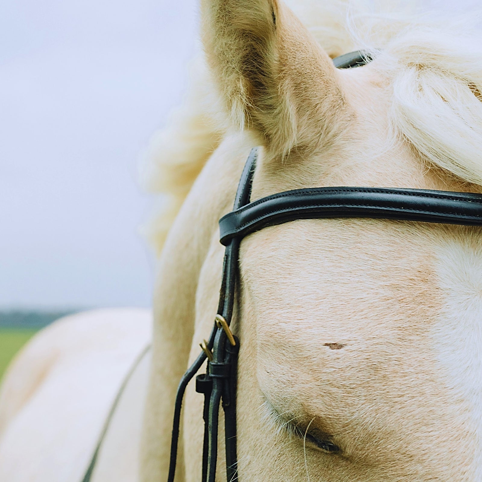 Bridle leather by toe beans