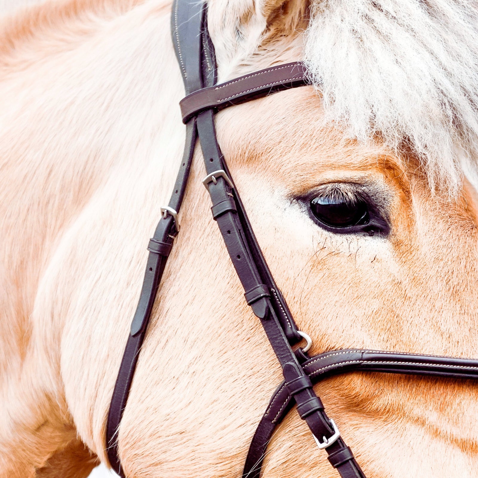 Bridle leather by toe beans