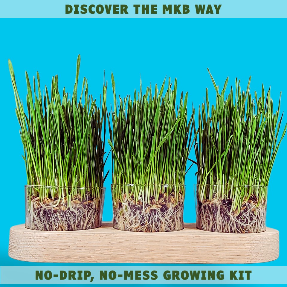 cat grass seeds lowes Shop USDA Organic Cat Grass Seeds Growing Kit