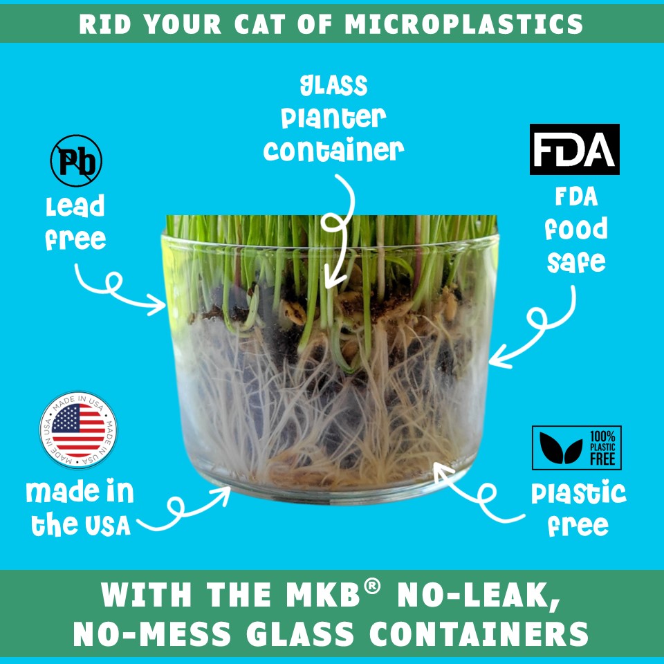 can you plant cat grass in potting soil Shop USDA Organic Cat Grass Seeds Growing Kit | FDA food-safe containers