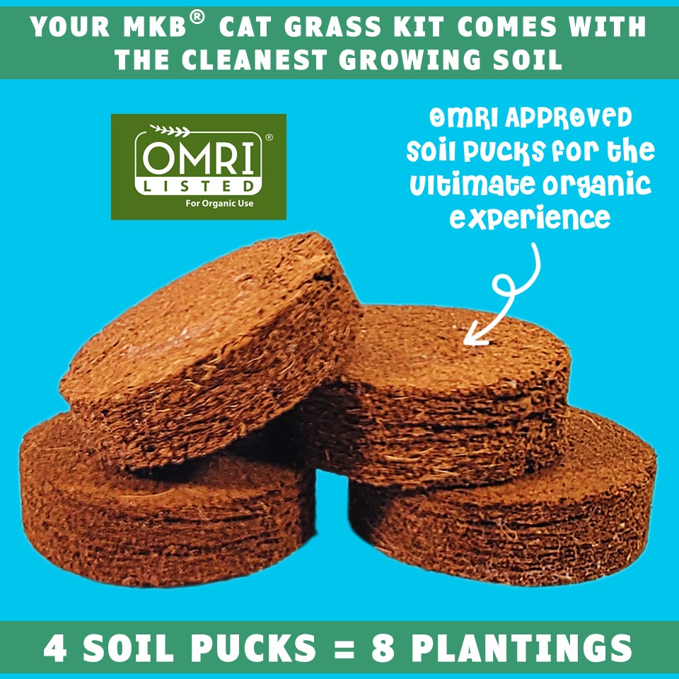 potting mix to grow grass USDA Organic Cat Grass Seeds Growing Kit