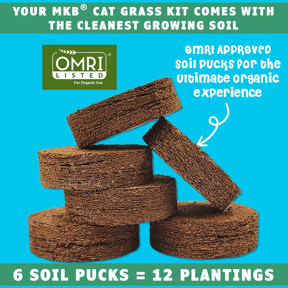 can you plant cat grass in potting soil Shop USDA Organic Cat Grass Seeds Growing Kit | FDA food-safe containers