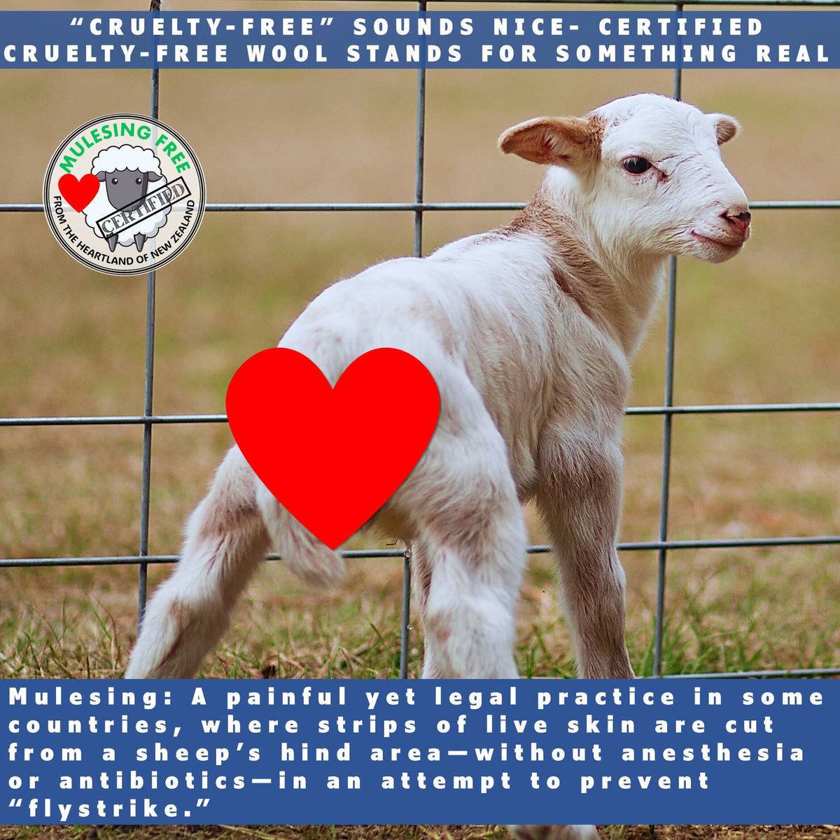 cruelty free wool cat beds made in the us by toe beans