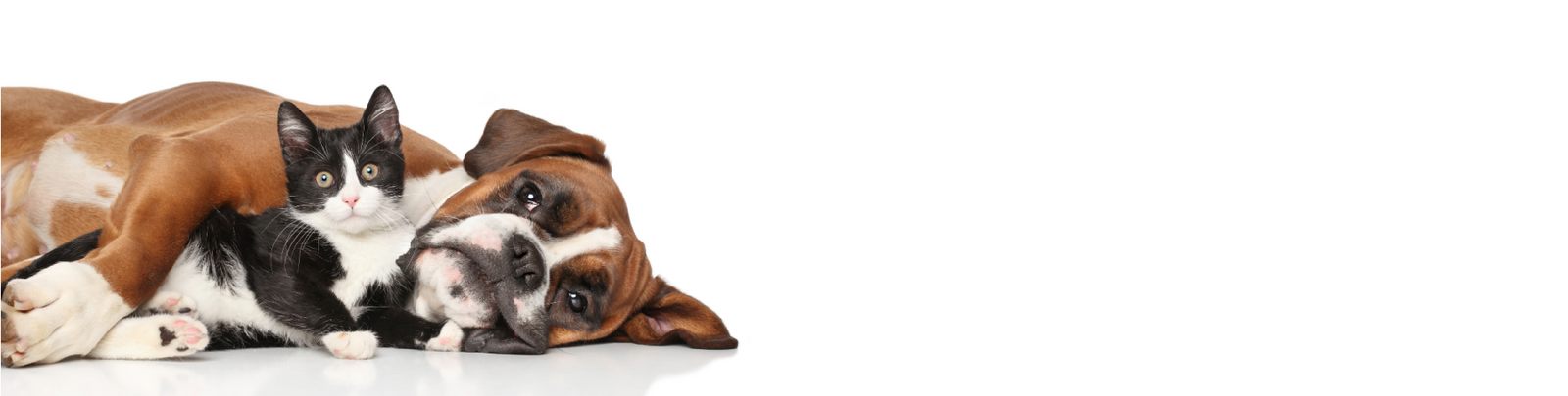 dog and cat snuggling by toe beans