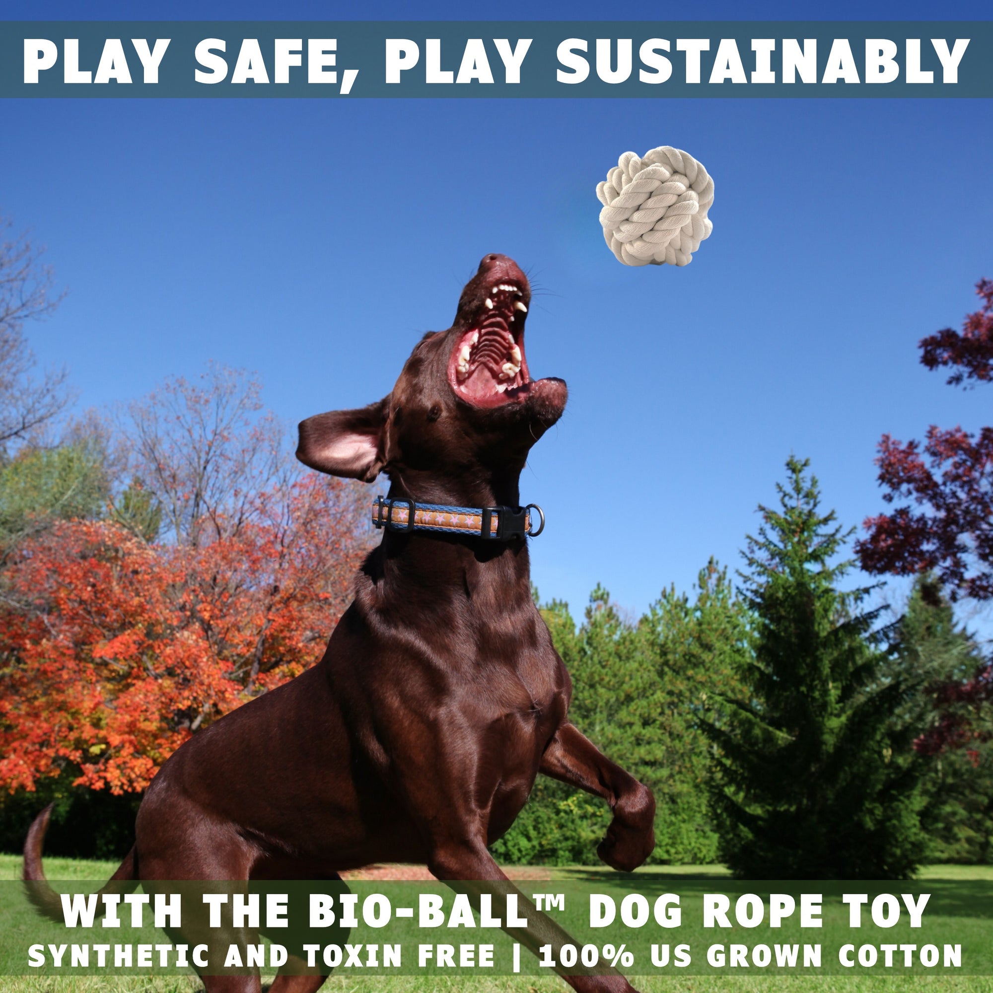 Dog jumping to catch a dog ball toy by earthcare
