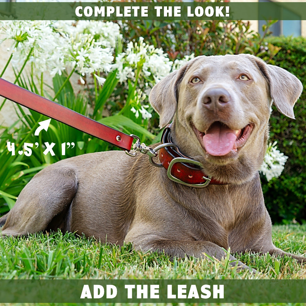 dog-leash-and-collar-by-toe-beans-complete-the-look_2