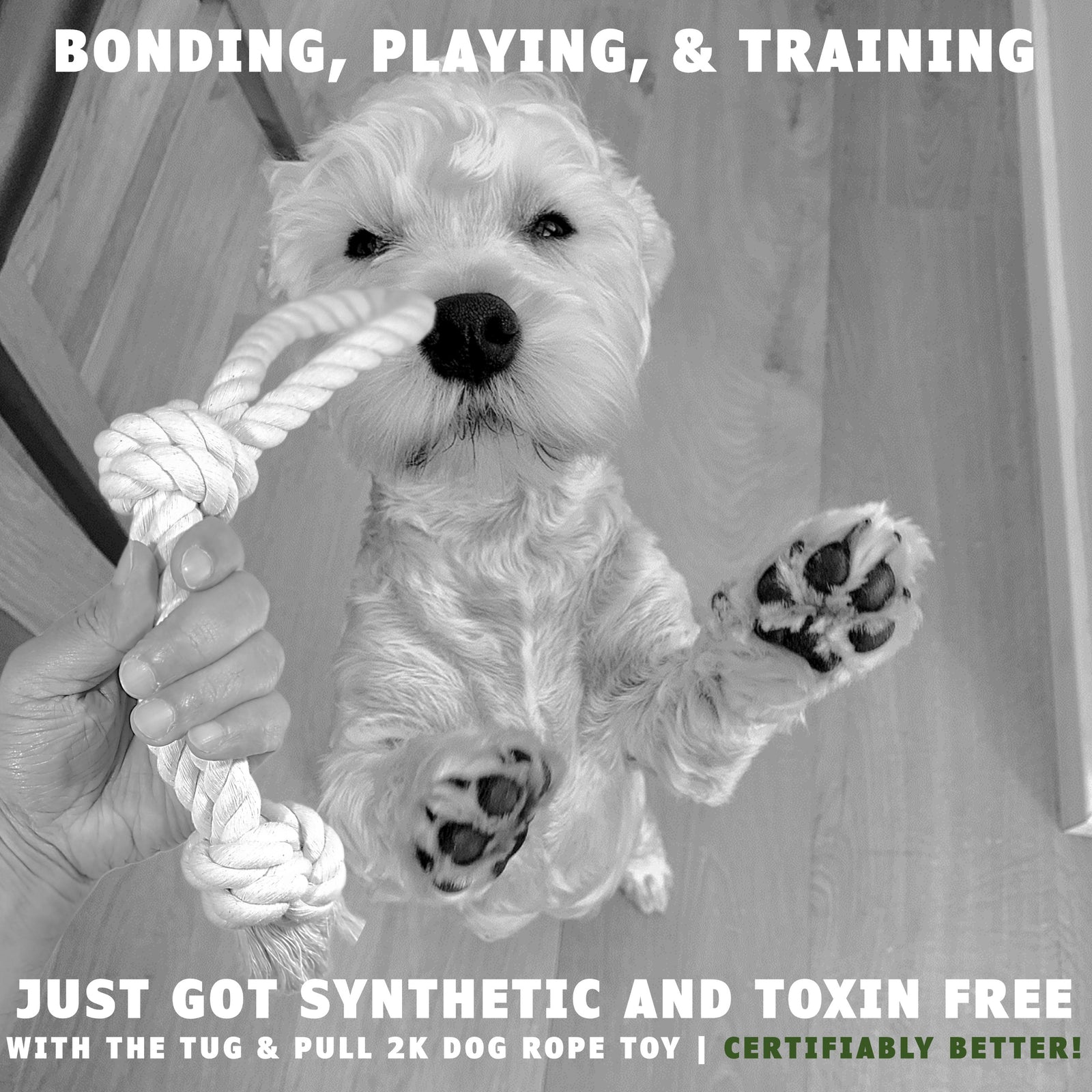 Dog reaching up for the tug and pull 2k toy by earthcare