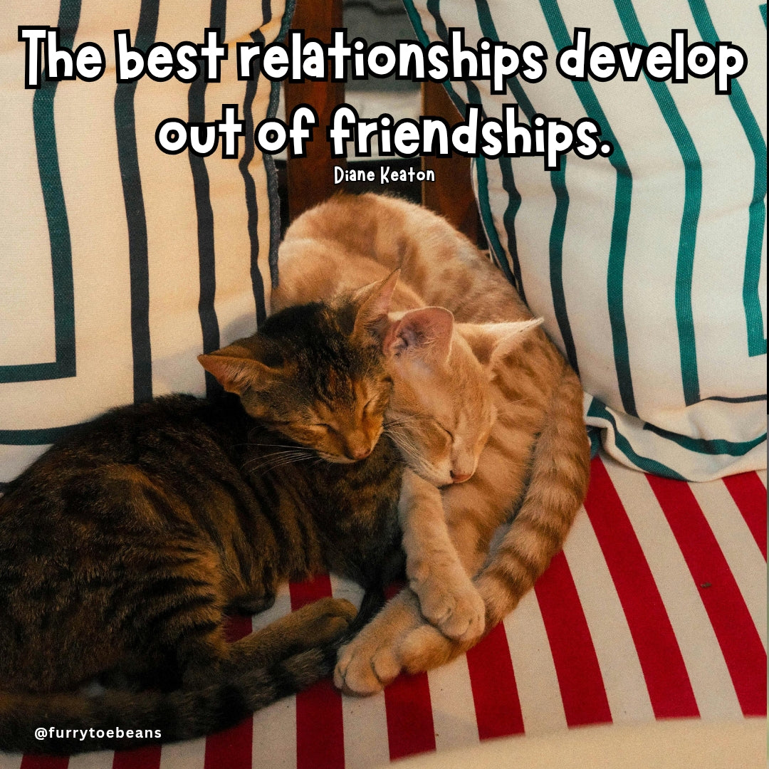 instagram cat meme by toe beans