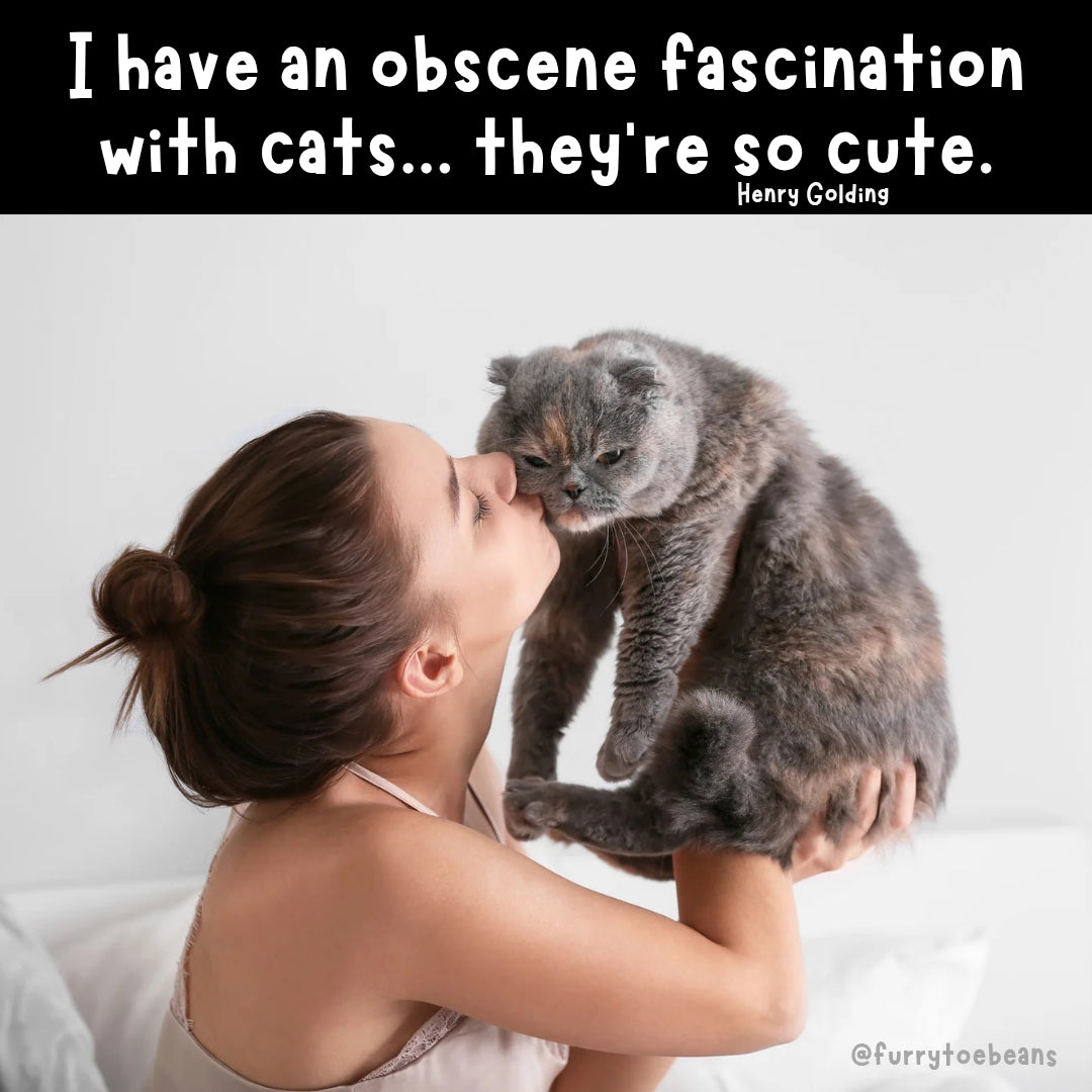 instagram cat meme by toe beans