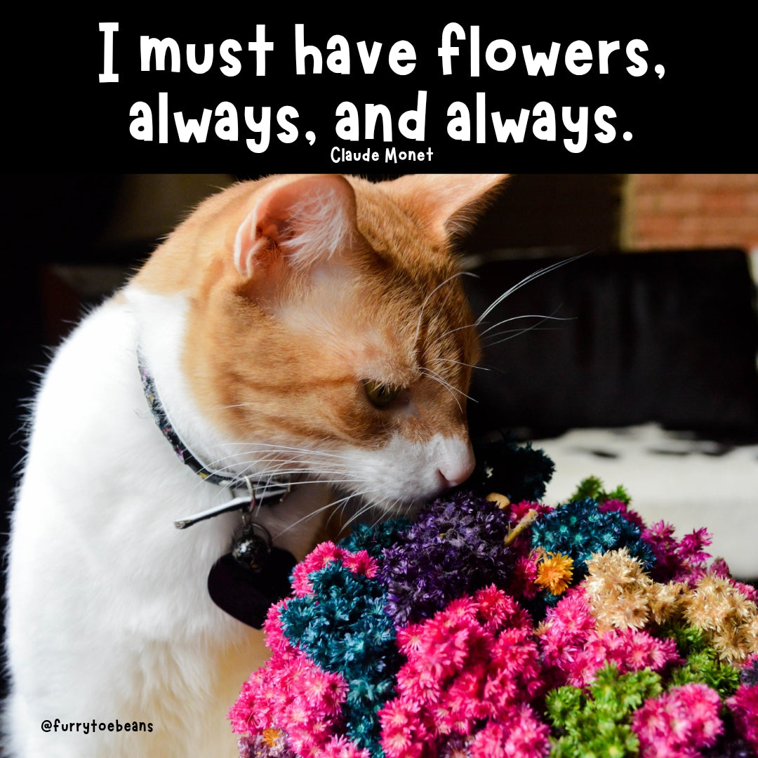 instagram cat meme by toe beans