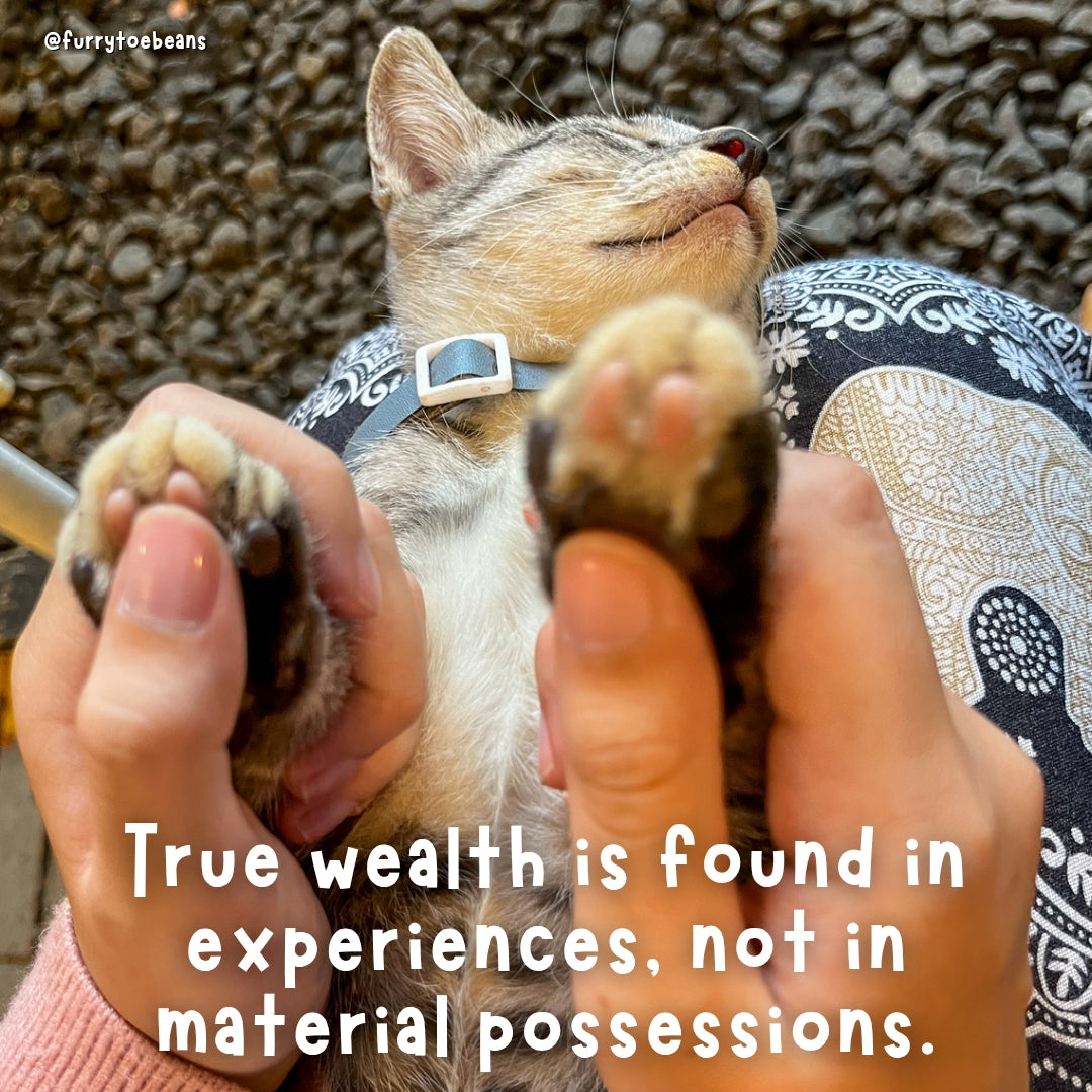 instagram cat meme by toe beans