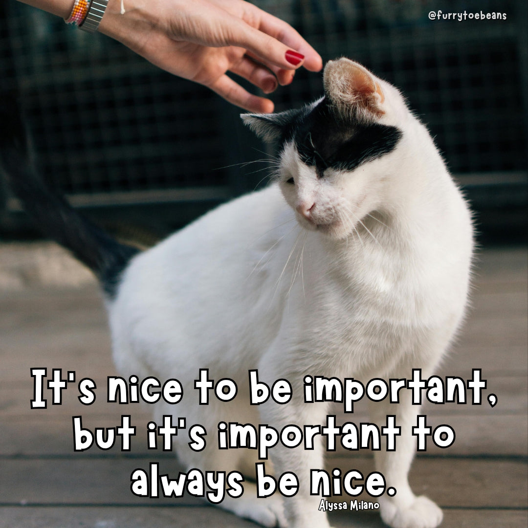 instagram cat meme by toe beans