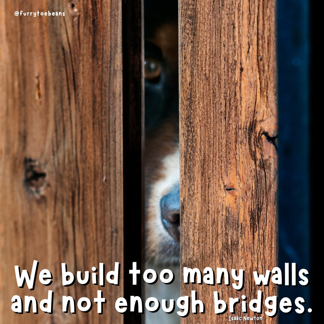 instagram dog meme by toe beans