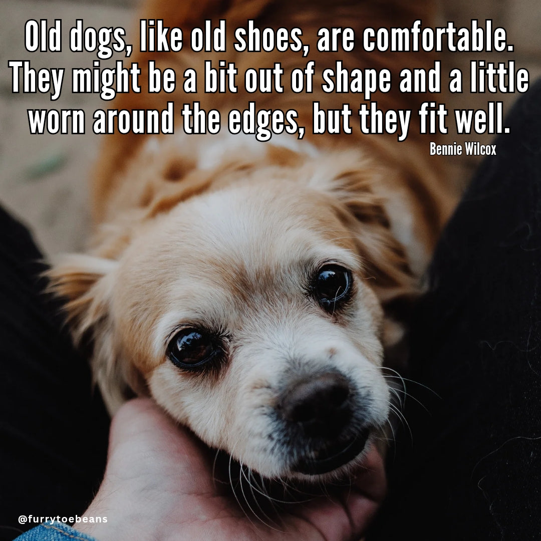 instagram dog meme by toe beans