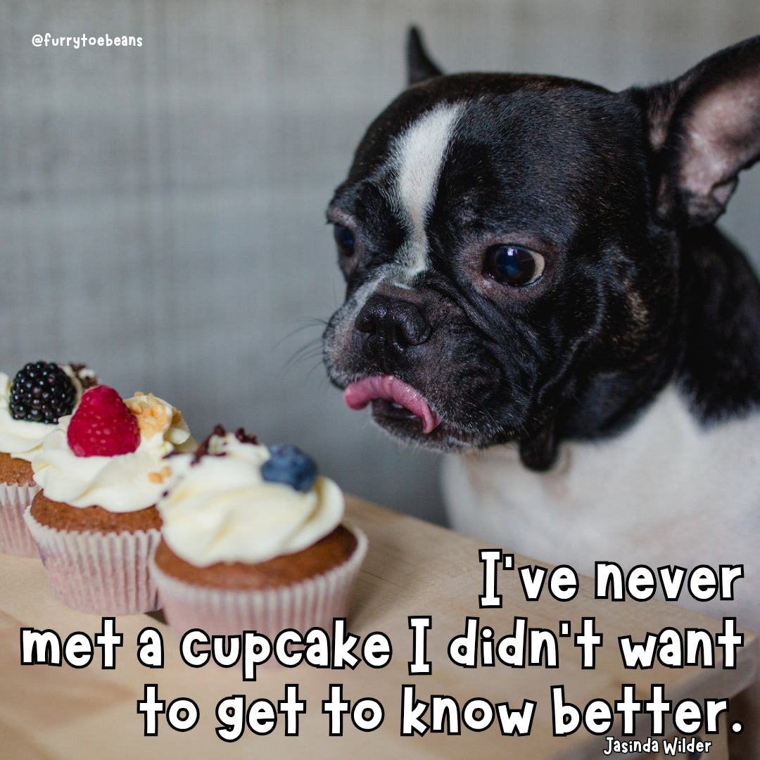 instagram dog meme by toe beans