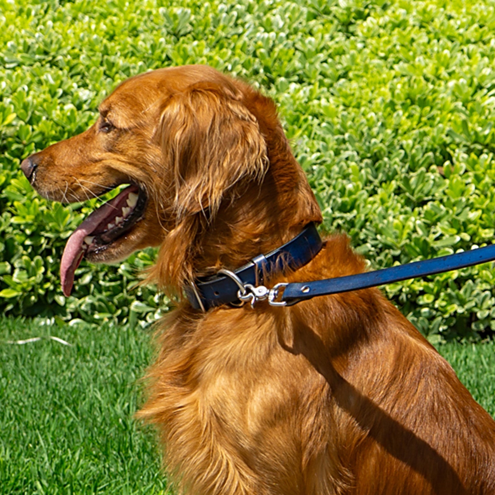 leather dog accessories by toe beans