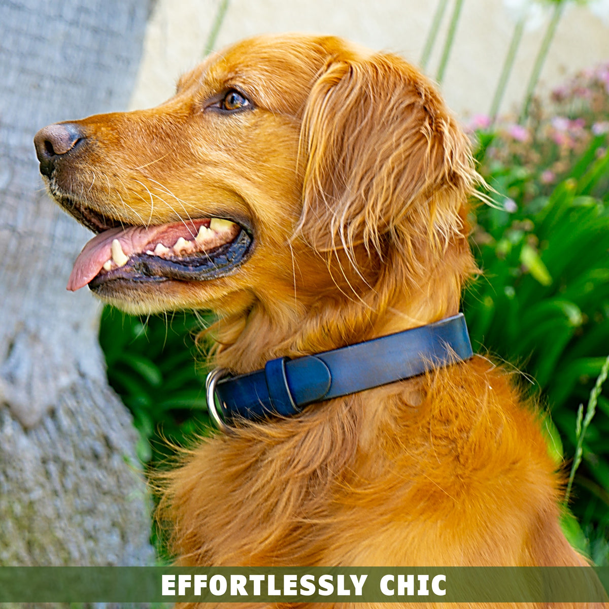 leather dog collar blue toe beans 2