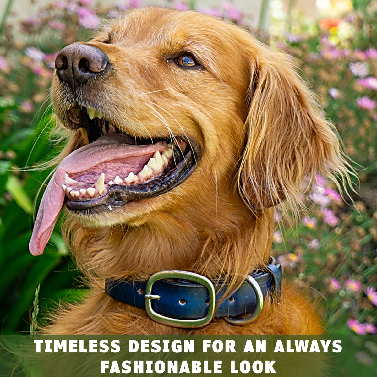 leather dog collar blue toe beans 3