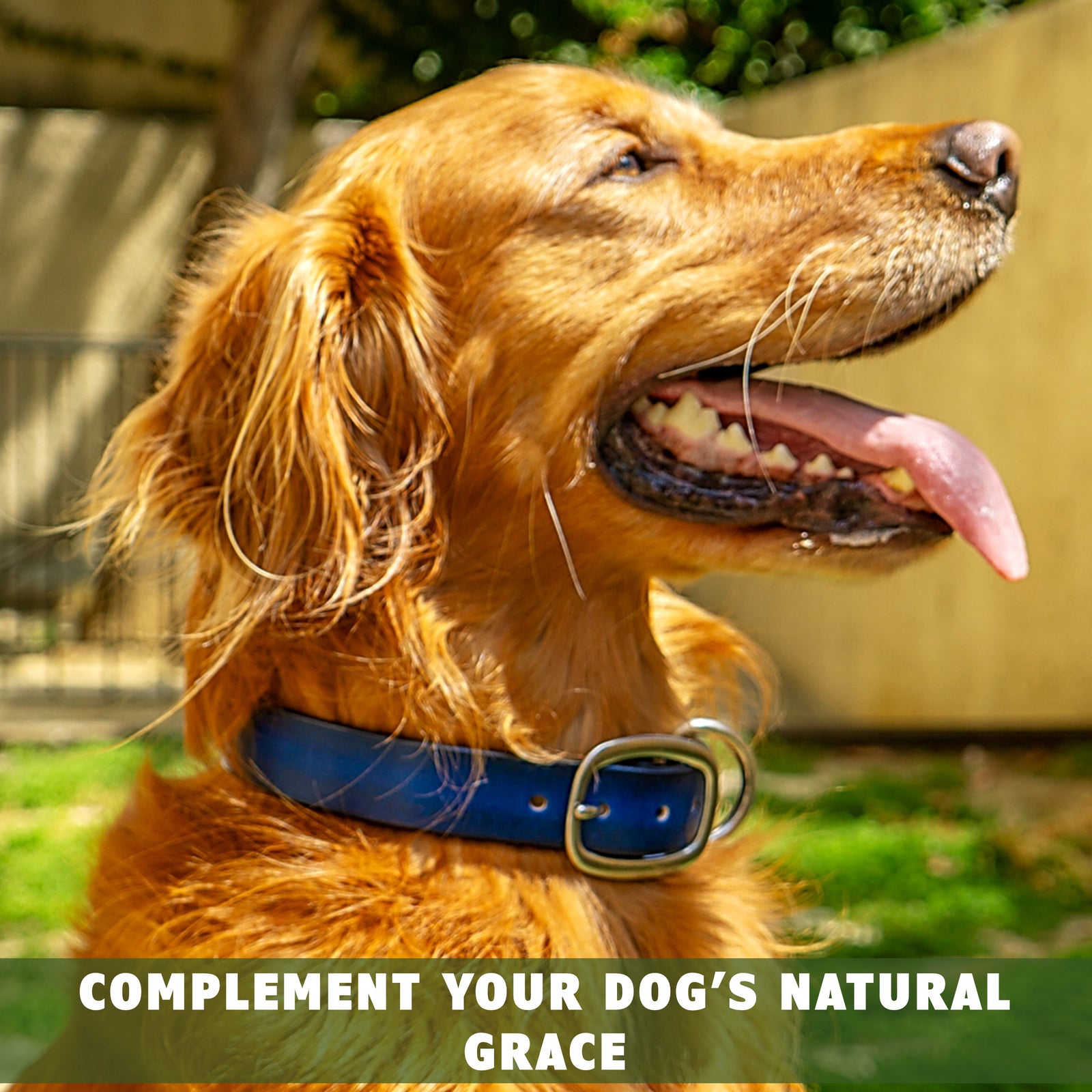 leather dog collar blue toe beans 5